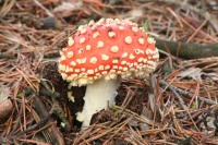Fliegenpilz im NSG Schwanheimer Duene
