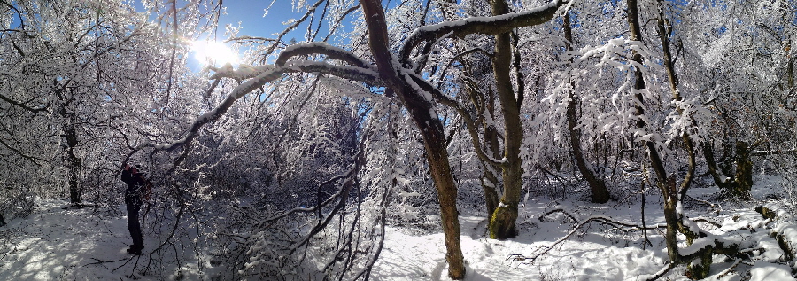 Taunus im Februar 2021: Gipfel des Altknig bei Kronberg