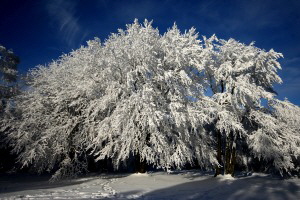 Eiskristalle auf auf den Bumen des windumtosten Gipfels (Altknig, Taunus)