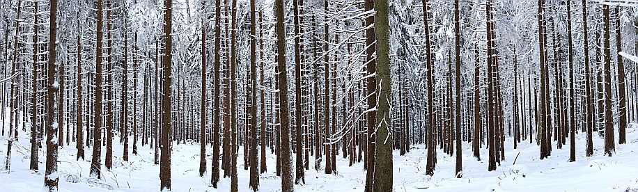 Nadelwald-Monokultur auf dem Altknig (Taunus)