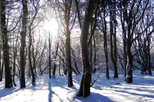 Taunus; Wanderung; Winterlandschaft