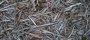 Mulch / Bodenstreu