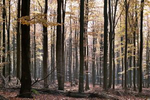 Altkniggebiet nahe dem Fuchstanz