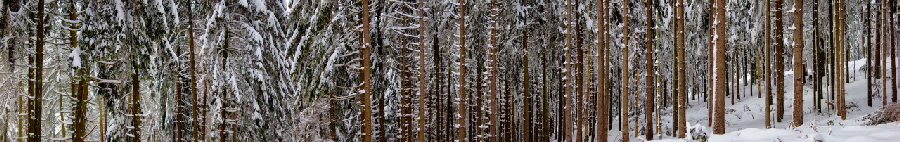 Nadelwald, Baumstmme, Barcode hnliche Strukturen