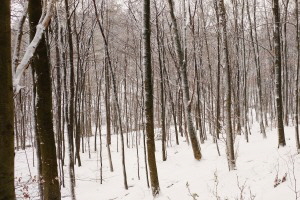 Blick in den umgebenden Taunuswald