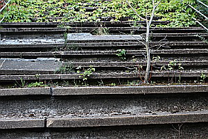 Bume bahnen sich ihren Weg durch die Treppenstufen