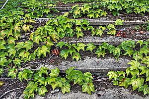 Efeu berwucherte Treppe