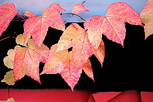 Herbstlaub im Taunus