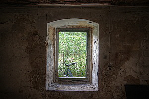 Blick aus dem Erdgeschoss auf das verwucherte Grundstck